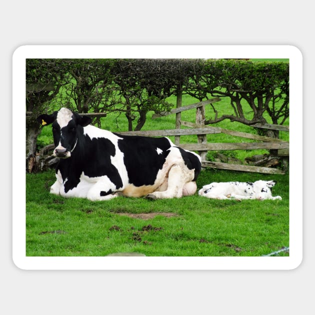 Mum Friesian Cow And Newborn Calf Sticker by tommysphotos